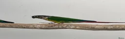 Conures birds for sale: Proven breeding conure pair  - Advert 1
