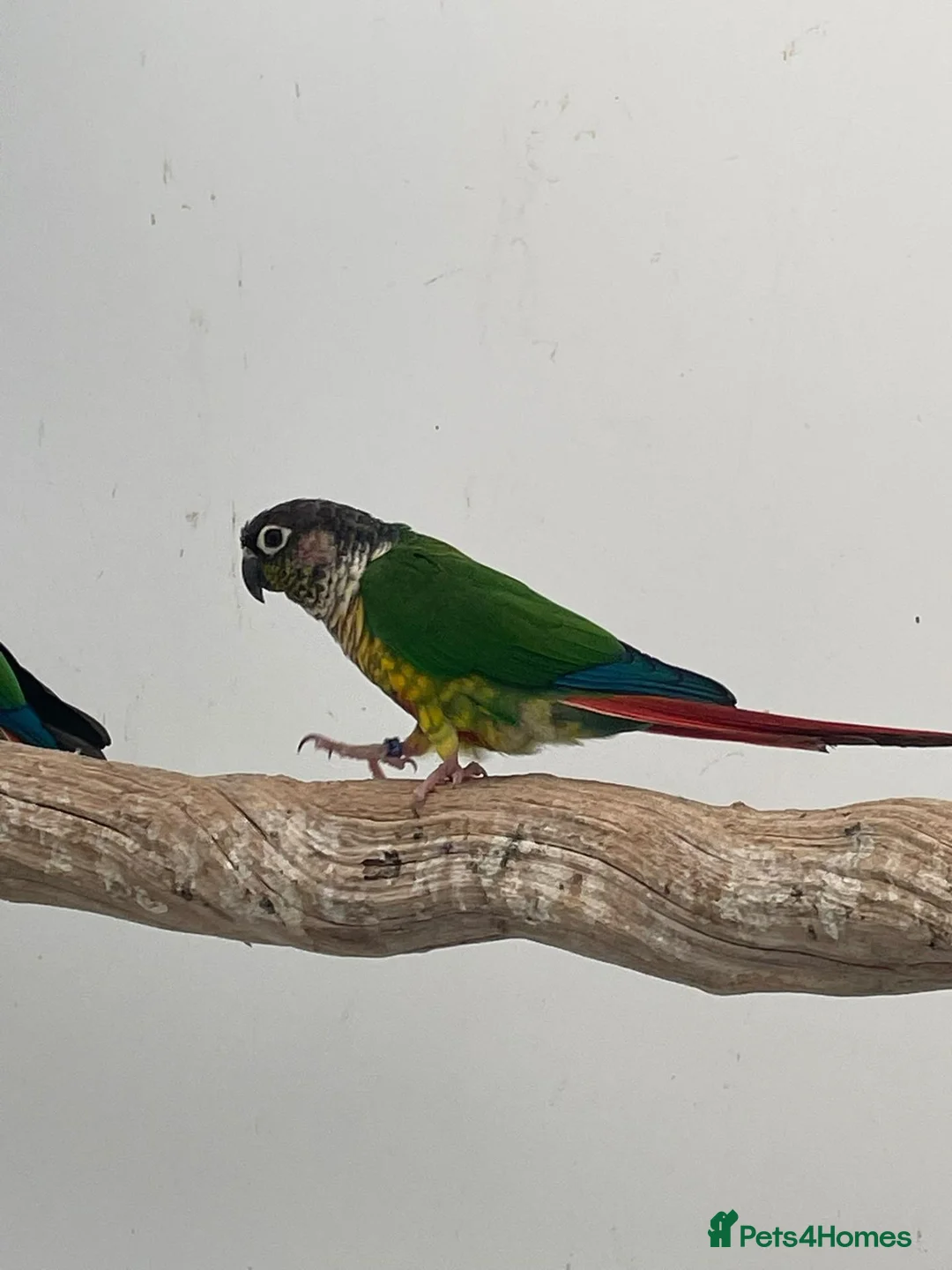 Conures birds for sale: Proven breeding conure pair  - Advert 1