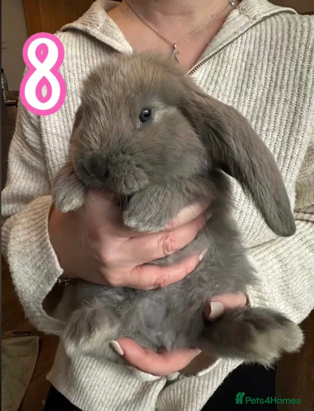 French Lop rabbits for sale: Gorgeous French Lop babies ❤️ - Advert 8