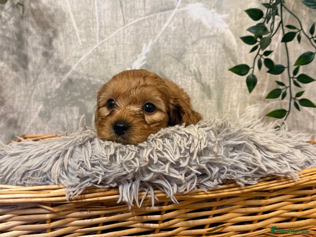 Cavapoo dogs for sale: Beautiful F1 Cavapoos  - Advert 18