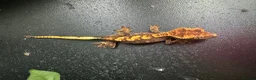 Gecko reptiles for sale: Gargoyle, Crested geckos and mourning geckos  - Advert 4