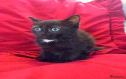 Domestic Shorthair cats for sale: Last beauty left, fluffy short hair small kitten - Image 2