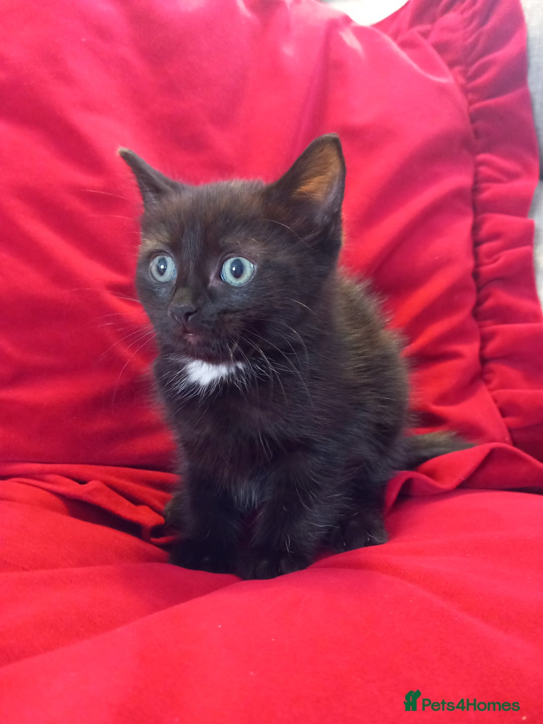 Domestic Shorthair cats for sale: Last beauty left, fluffy short hair small kitten - Image 2