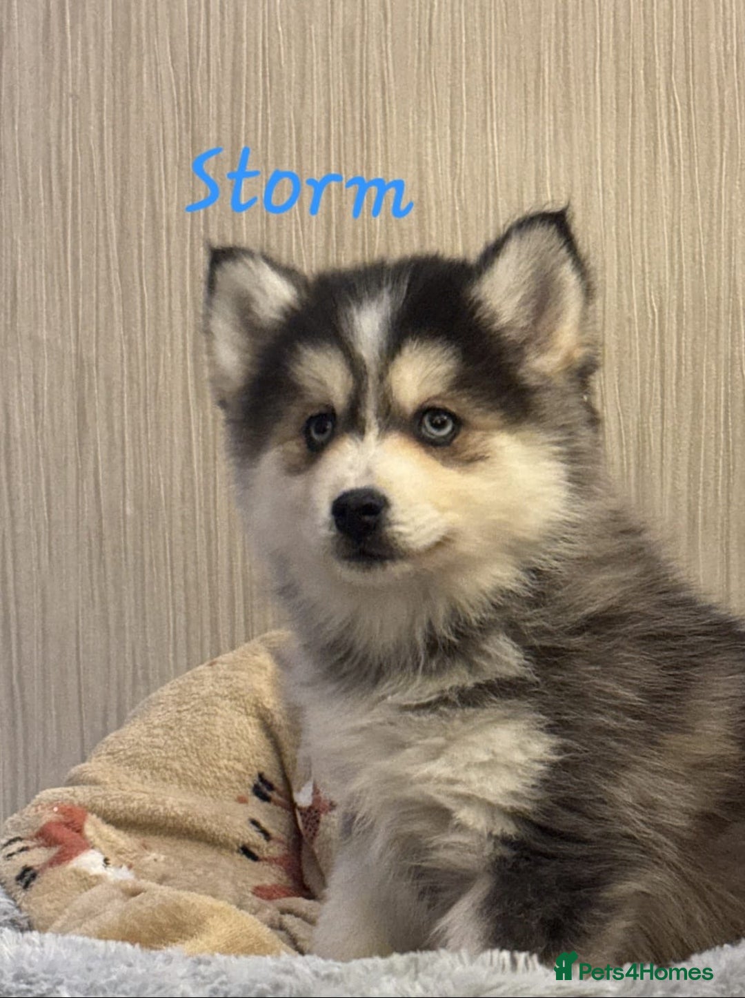 Pomsky dogs for sale: 3 Boys leftStunning Blue eyed F4 Pomsky pups - Advert 11