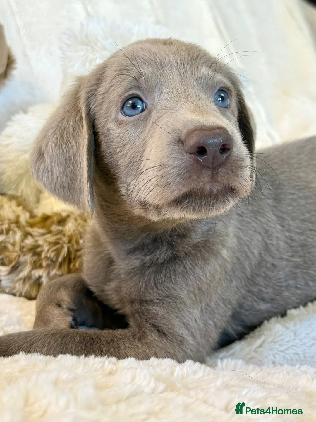 Labrador Retriever dogs for sale: KC Reg Labradors Fully Health Tested - Advert 1