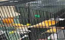 Canaries birds for sale: Canaries for sale mixed  - Advert 3