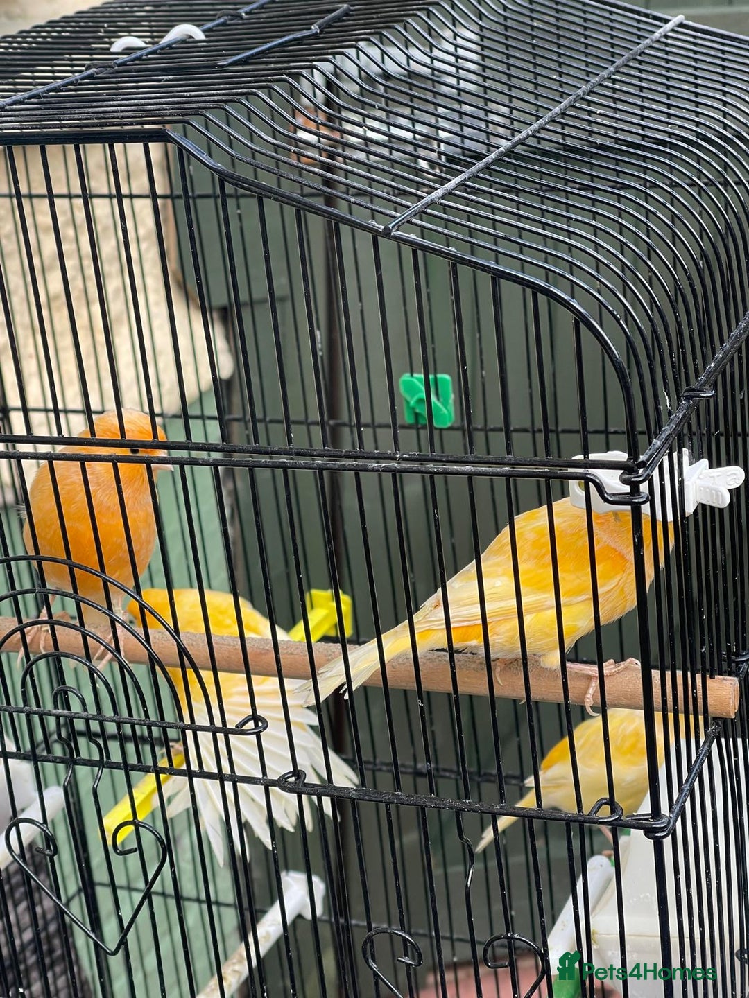 Canaries birds for sale: Canaries for sale mixed  - Advert 3