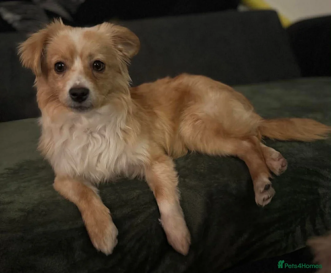 Mixed Breed dogs for adoption: Happy Harmony - Advert 1