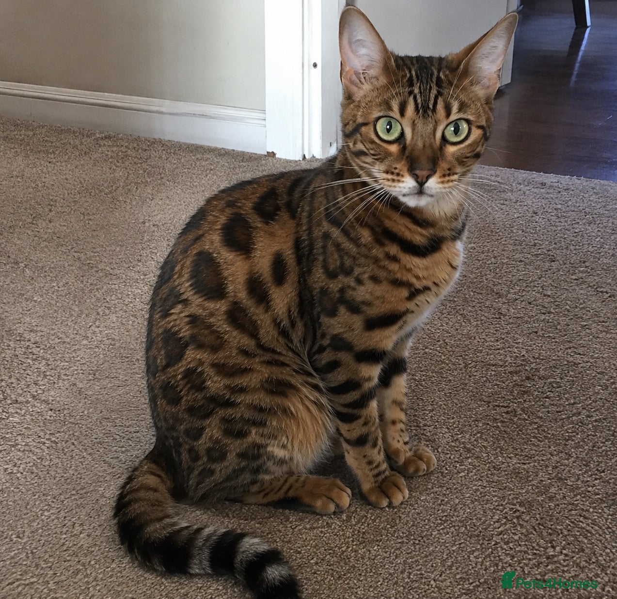 Bengal cats Bengal Cat - Advert 1