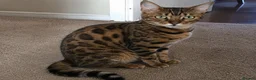 Bengal cats for sale: Bengal Cat in London - Advert 1