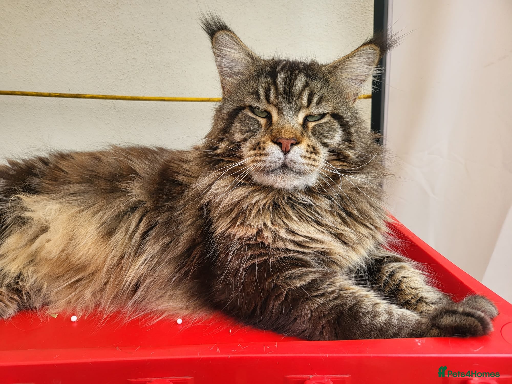 Maine Coon cats Gorgeous Champion Bloodline Maine Coon Kittens - Advert 2