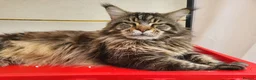 Maine Coon cats for sale: Gorgeous Champion Bloodline Maine Coon Kittens - Advert 5