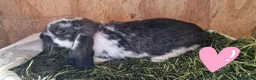 French Lop rabbits for sale: French lop babies for sale - Advert 3