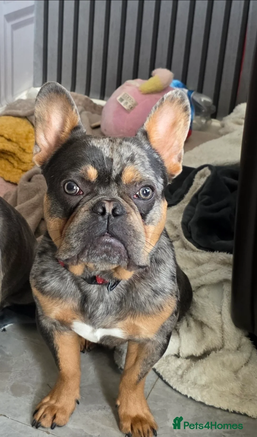 French Bulldog dogs for sale: REHOME - Advert 1