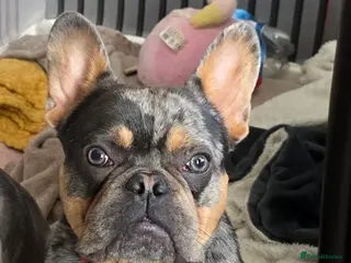 French Bulldog dogs REHOME - Advert 1
