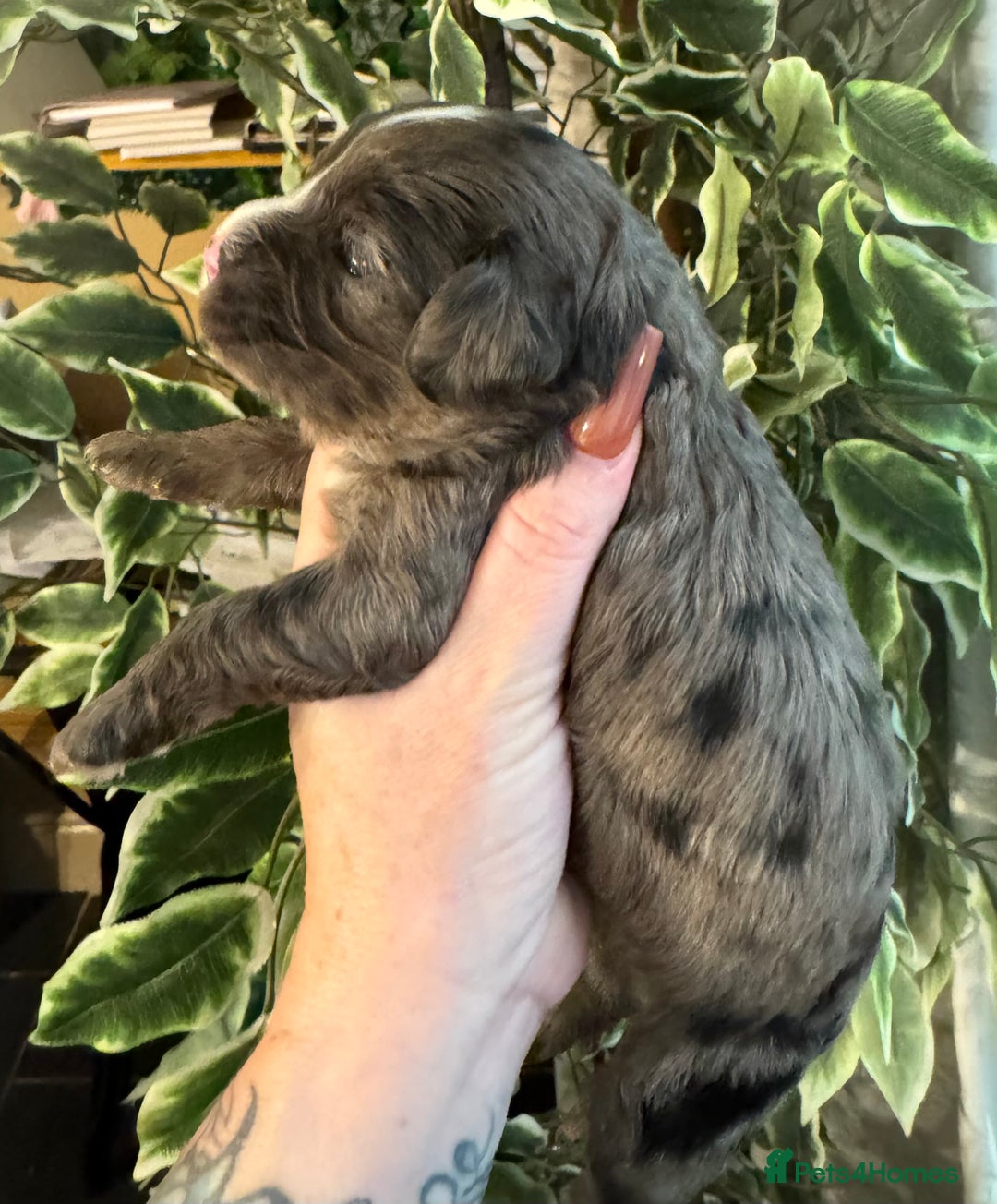 Cavapoo dogs for sale: Beautiful fully DNA tested Cavapoo's  - Image 2