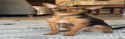 Mixed Breed dogs for sale: Beautiful Black & Tan Miniature Pinscher Puppies - Advert 14