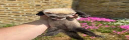 Ferret rodents for sale: Ferret kits  - Advert 4