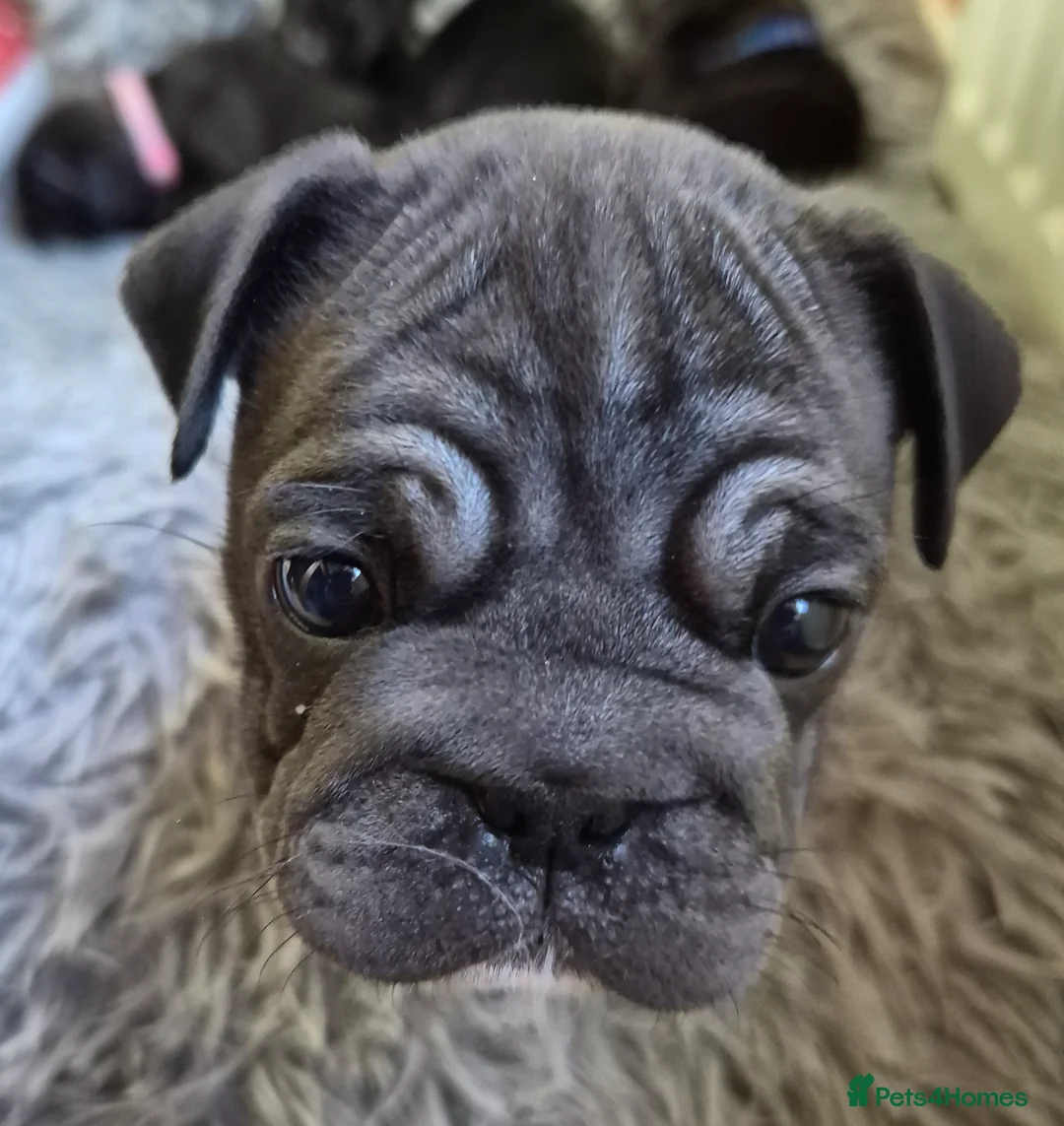 Frug dogs for sale: Frugs - Advert 7