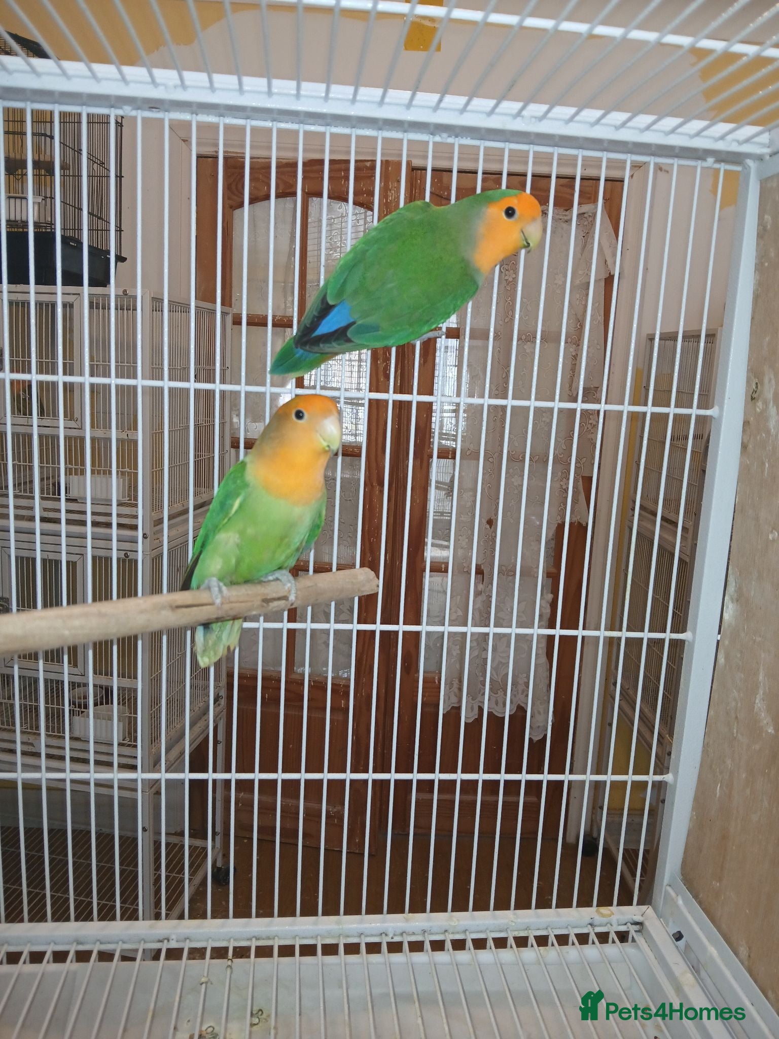 Lovebirds birds Lovebird pairs £50 per pair - Advert 17