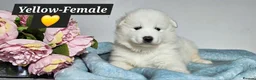 Samoyed dogs for sale: ‼️KC Registered Puppies!!!‼️ - Advert 4