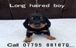 Miniature Dachshund dogs for sale: Dachshund puppies 5Boys  - Image 10