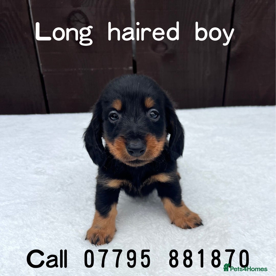 Miniature Dachshund dogs for sale: Dachshund puppies 5Boys  - Image 10