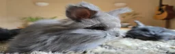 Angora rabbits for sale: Quality Angora Rabbits  - Advert 13