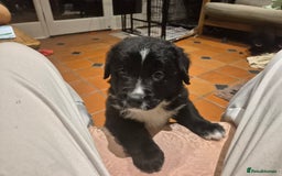 Border Collie dogs for sale: 🏡 Smart, Sweet Border Collie Pups Await You!" - Image 38