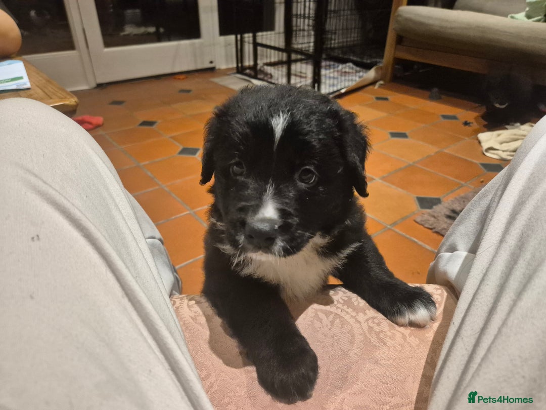 Border Collie dogs for sale: 🏡 Smart, Sweet Border Collie Pups Await You!" - Image 38
