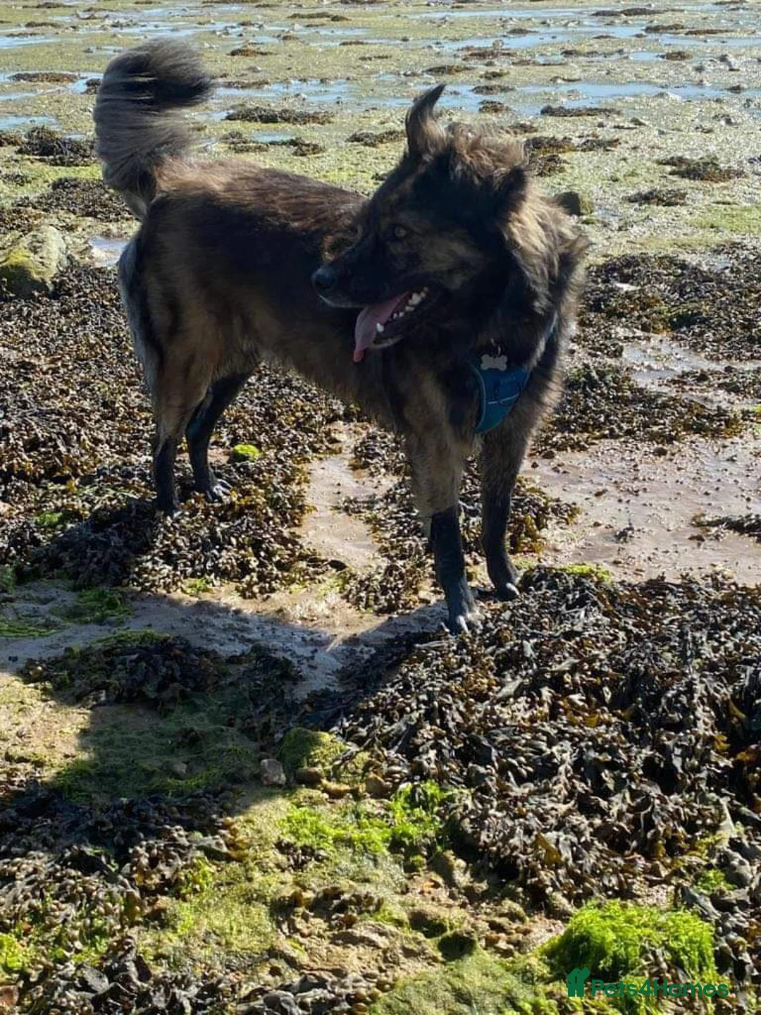 Mixed Breed dogs for adoption: Meet Lenny, currently residing in Southsea in Southsea - Advert 16