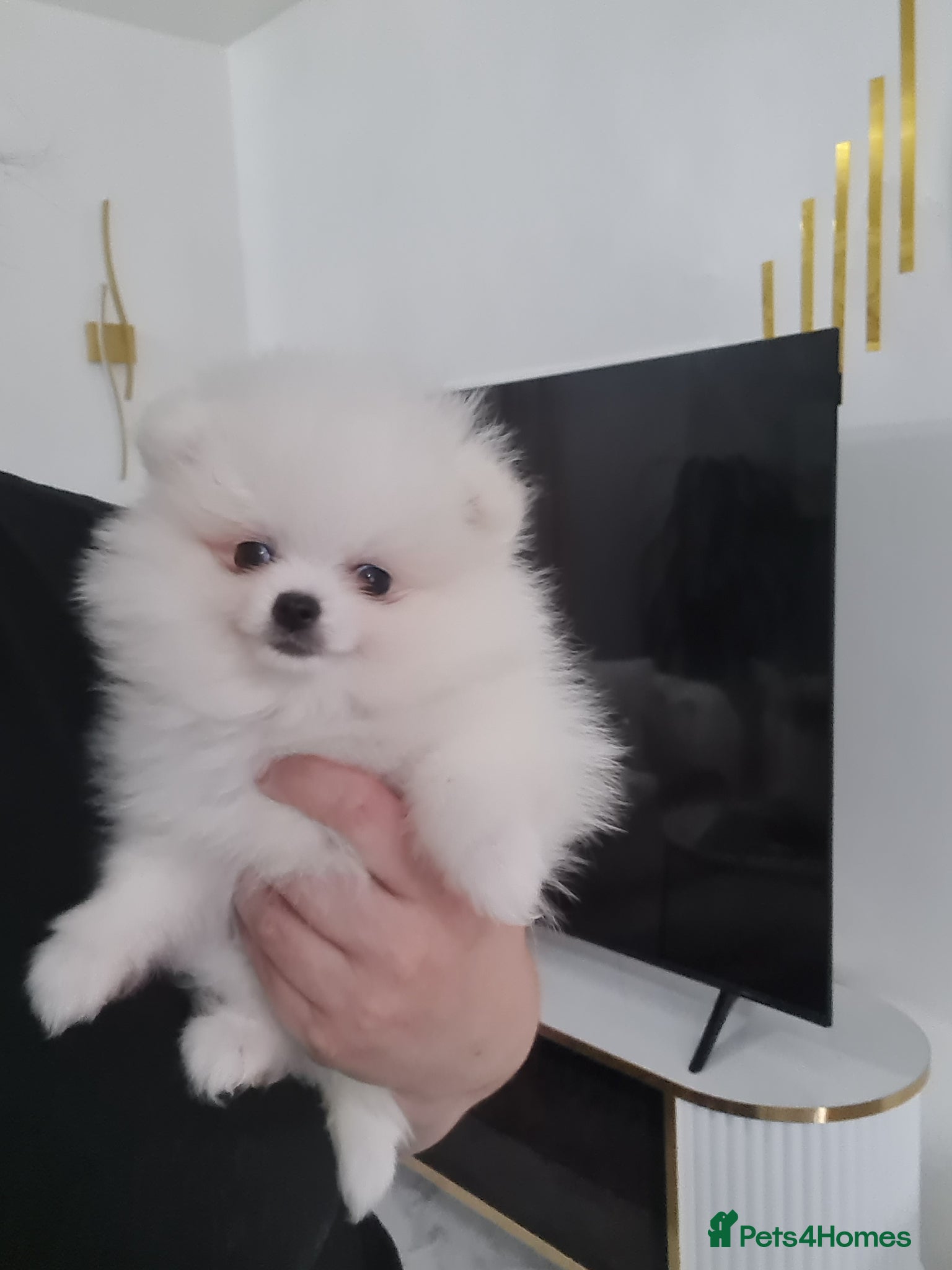 Pomeranian dogs Beautiful pomeranian pure breed puppies  - Advert 10