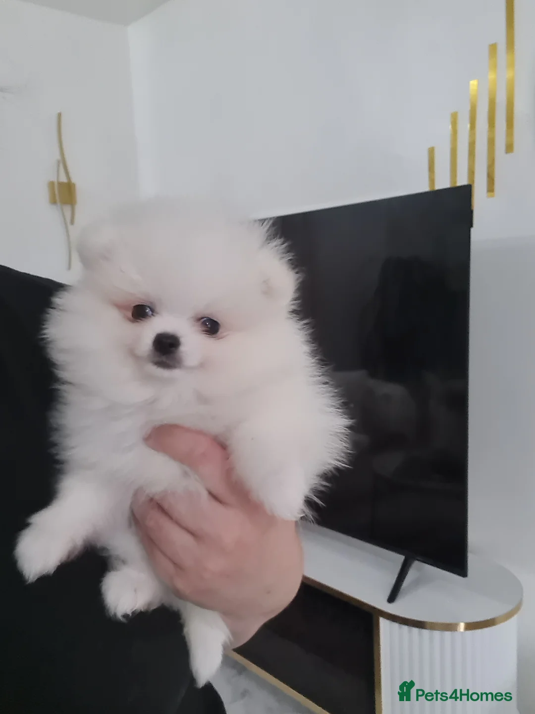 Pomeranian dogs for sale: Beautiful pomeranian pure breed puppies  - Advert 1