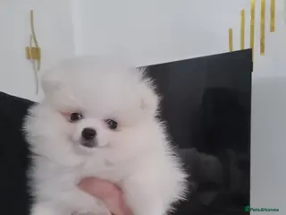 Pomeranian dogs Beautiful pomeranian pure breed puppies - Advert 10