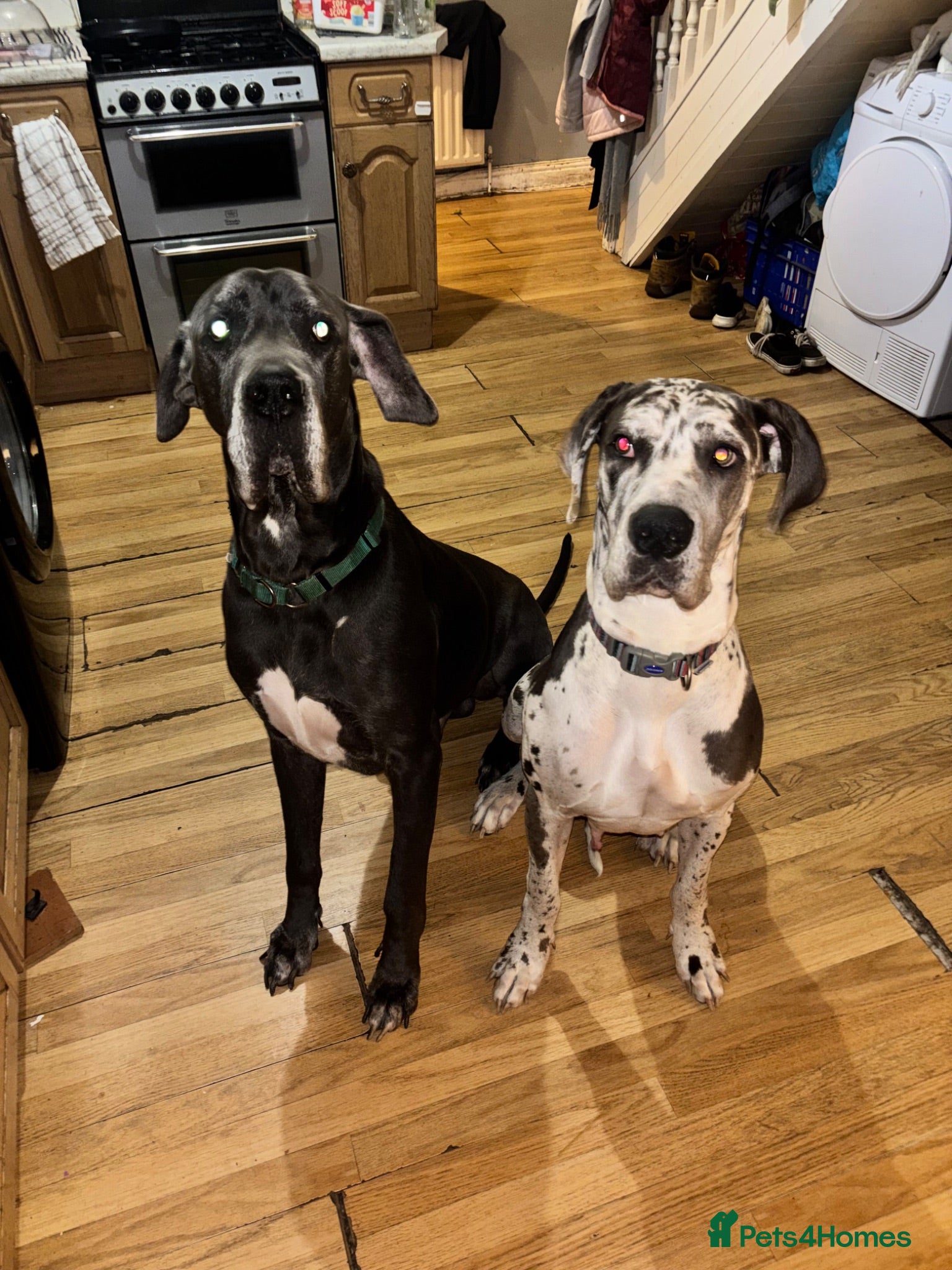 Great Dane dogs Planned Great Dane Litter – Blue x Harlequin - Advert 13