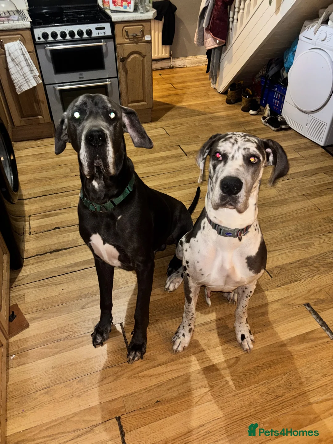 Great Dane dogs for sale: Planned Great Dane Litter – Blue x Harlequin - Advert 1