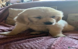 Golden Retriever dogs for sale: Golden Retriever huge big boned male puppy - Advert 8