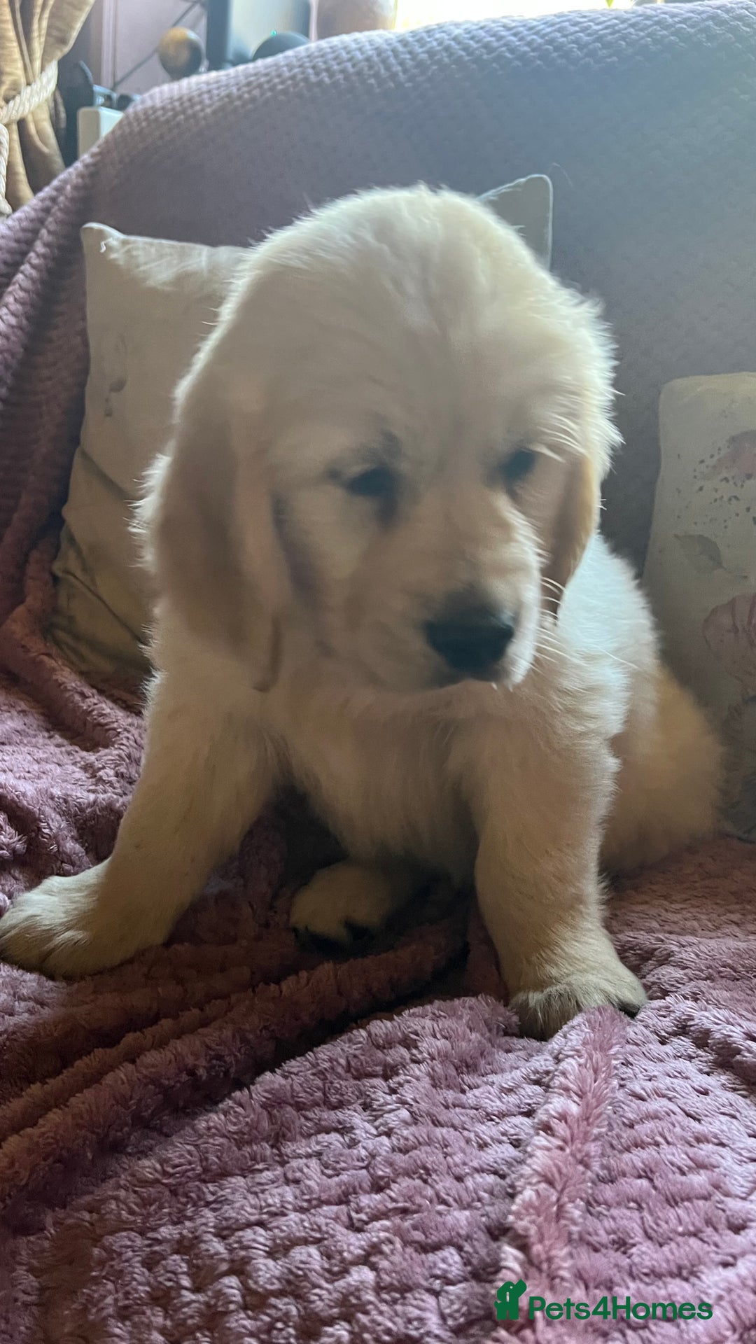 Golden Retriever dogs for sale: Golden Retriever huge big boned male puppy - Advert 8