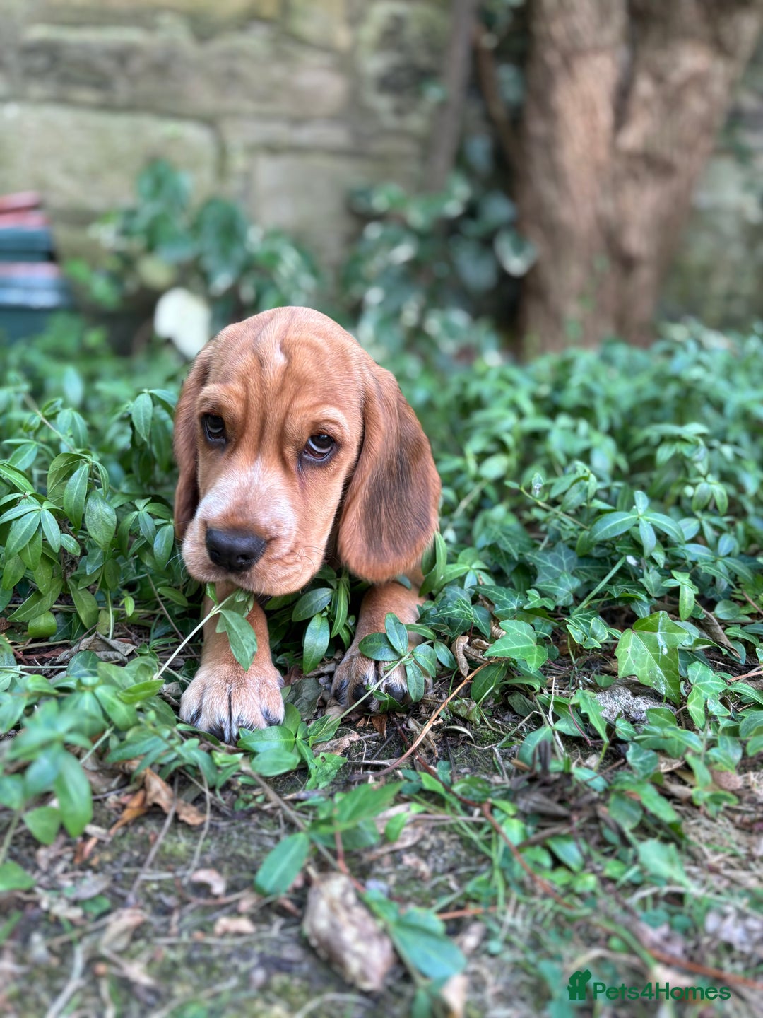 Bocker dogs for sale: 4 month Cocker Spaniel, Beagle Mix - Image 3