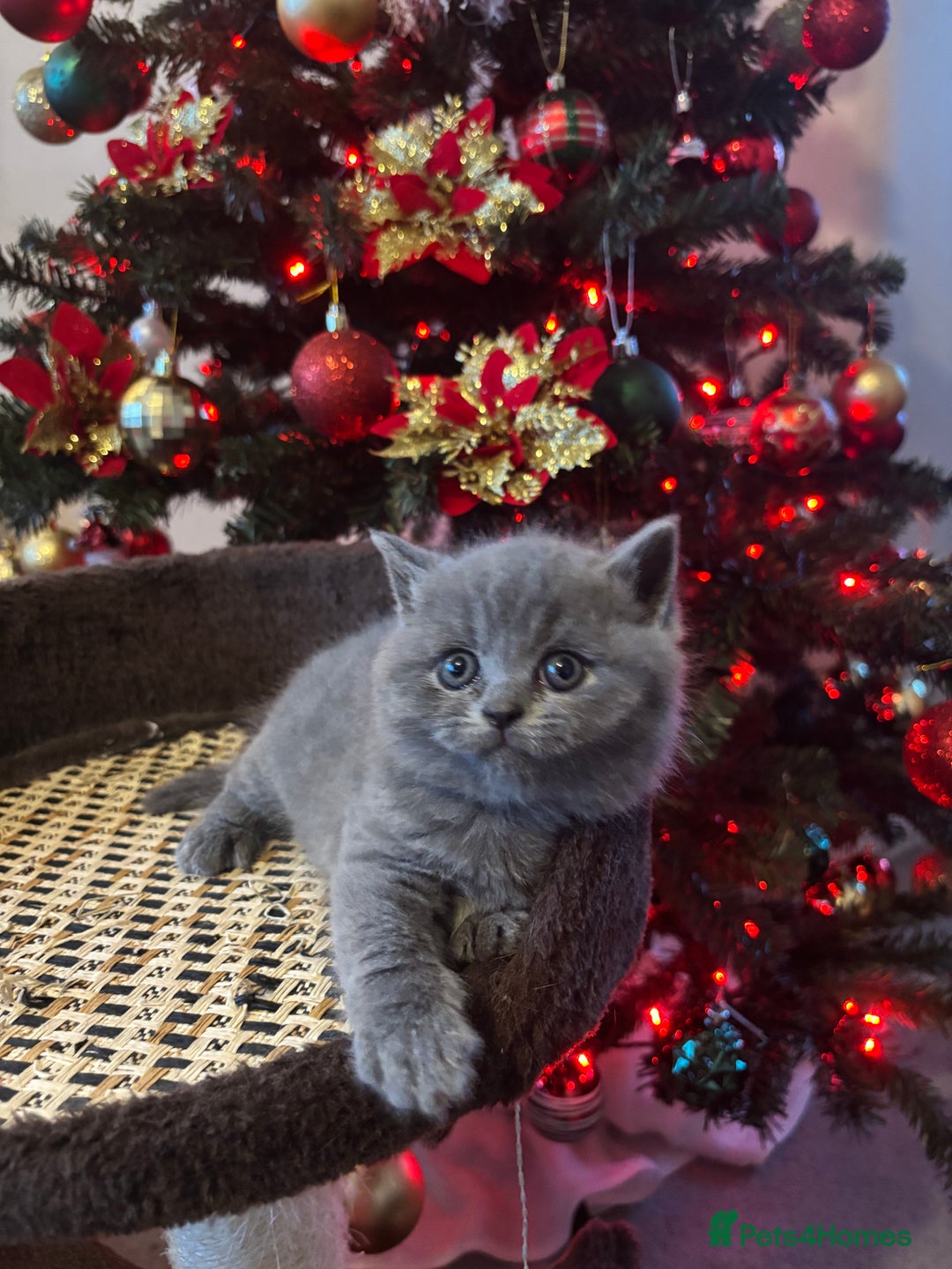 British Shorthair cats for sale: 4 British shorthairs kitten looking new home🐱🐱🐱 - Advert 6