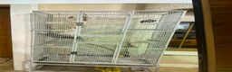 Parrots birds for sale: Beautiful African grey - Advert 4