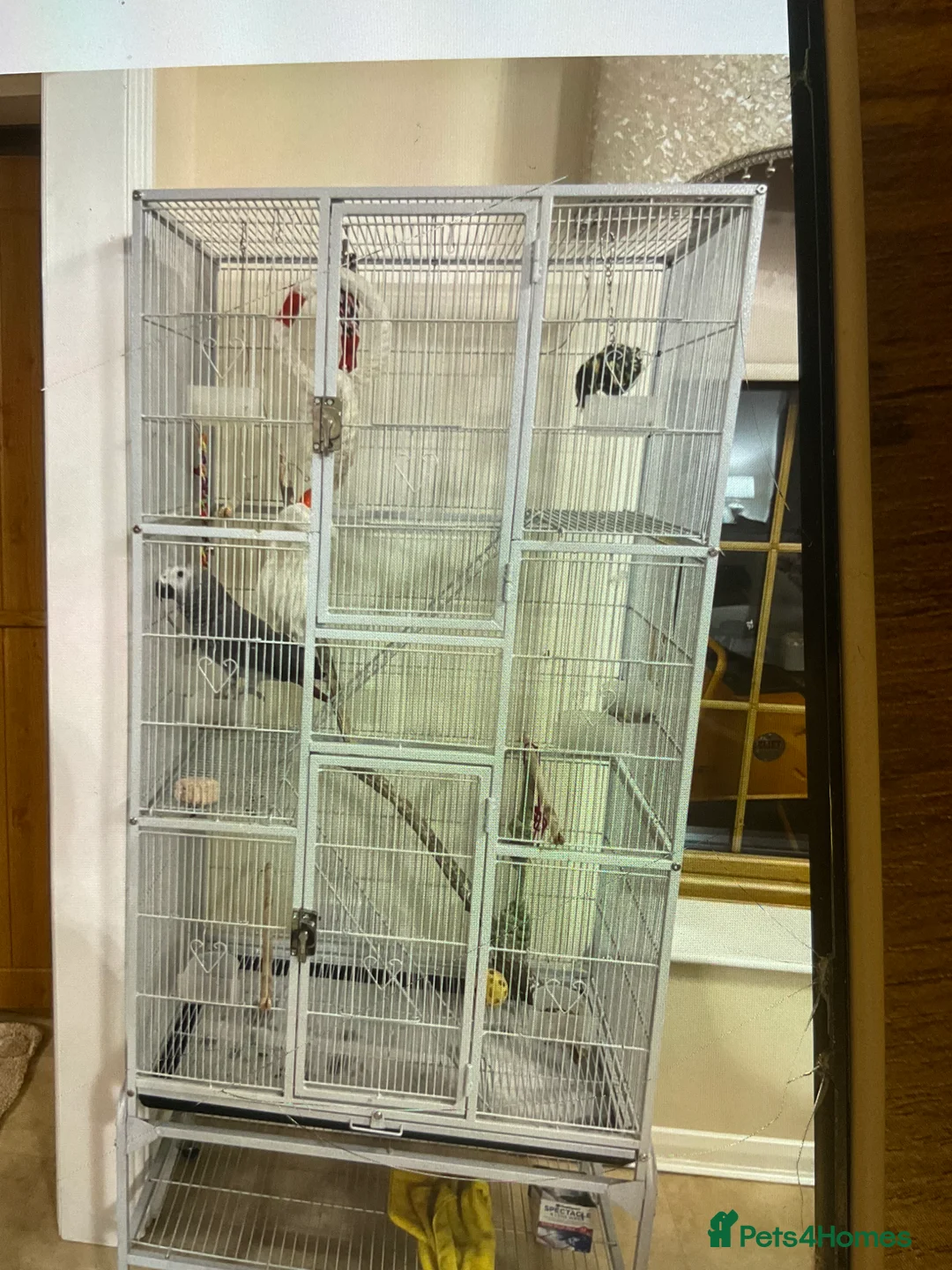 Parrots birds for sale: Beautiful African grey - Advert 4