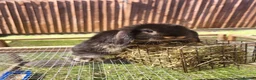 Mini Lop rabbits for sale: Mini lops 2 males - Advert 5
