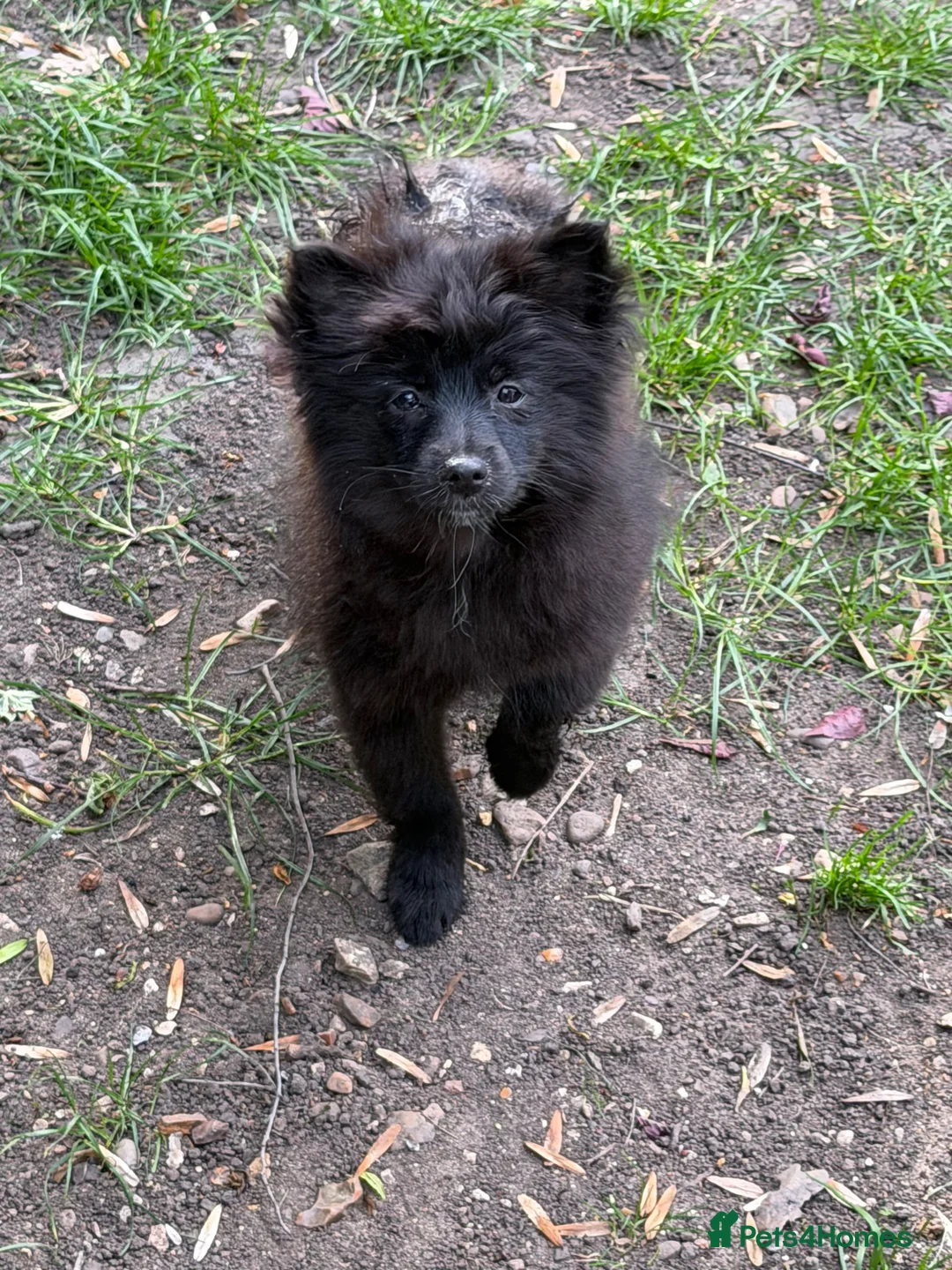 Pomeranian dogs for sale: Gorgeous Pomeranian puppies in London - Advert 13