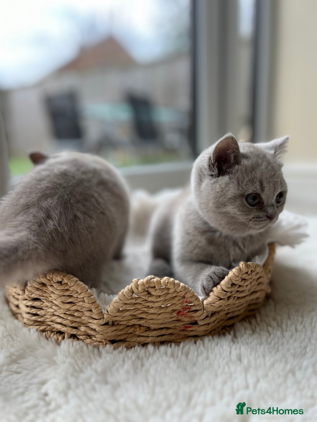 British Shorthair cats for sale: British shorthair kittens - Advert 10