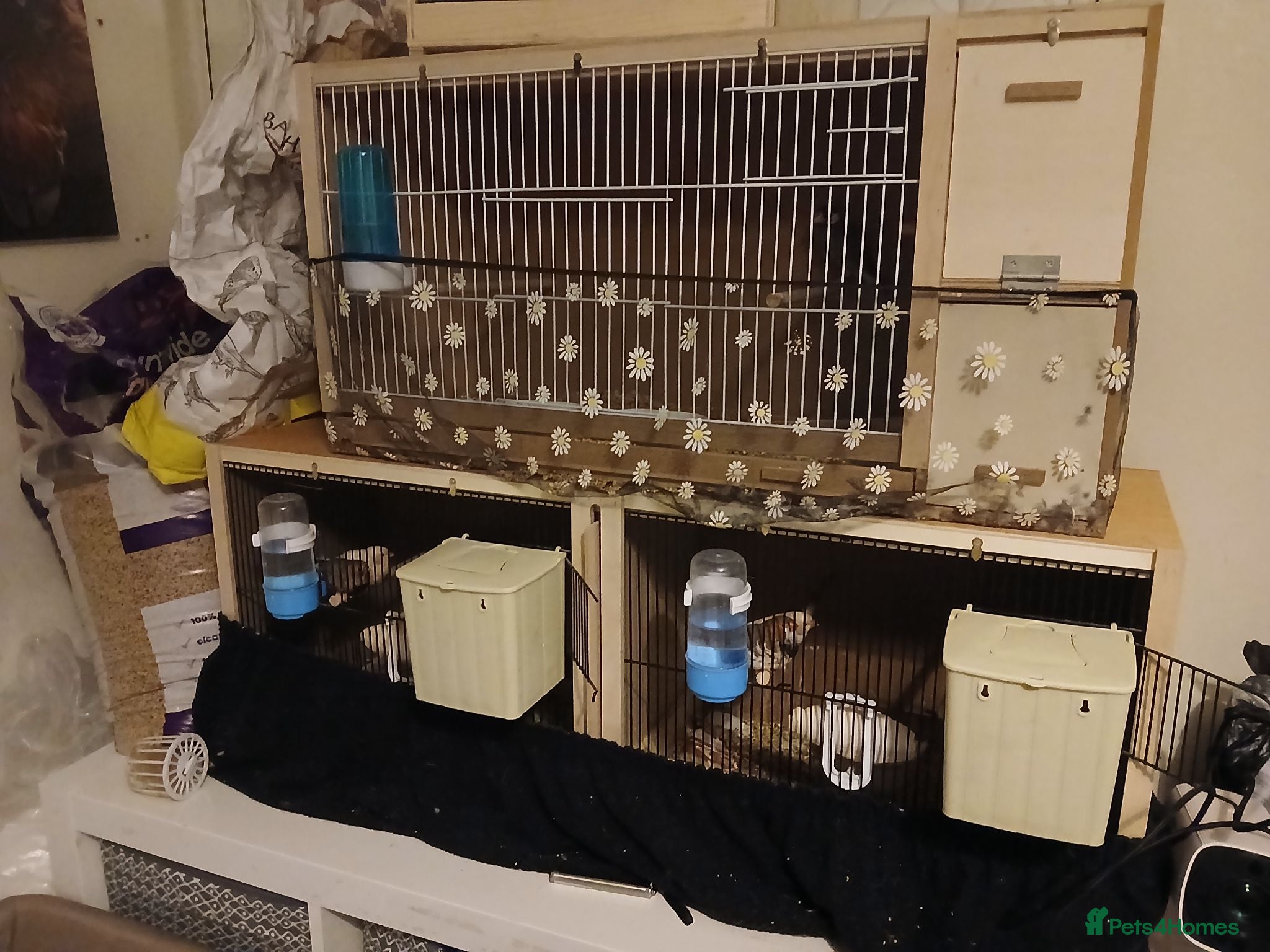 Finches birds Finches + cages - Advert 1