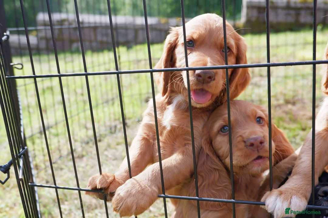Cocker Spaniel dogs for sale: KC working Cocker Spaniel puppies in Aboyne - Advert 1