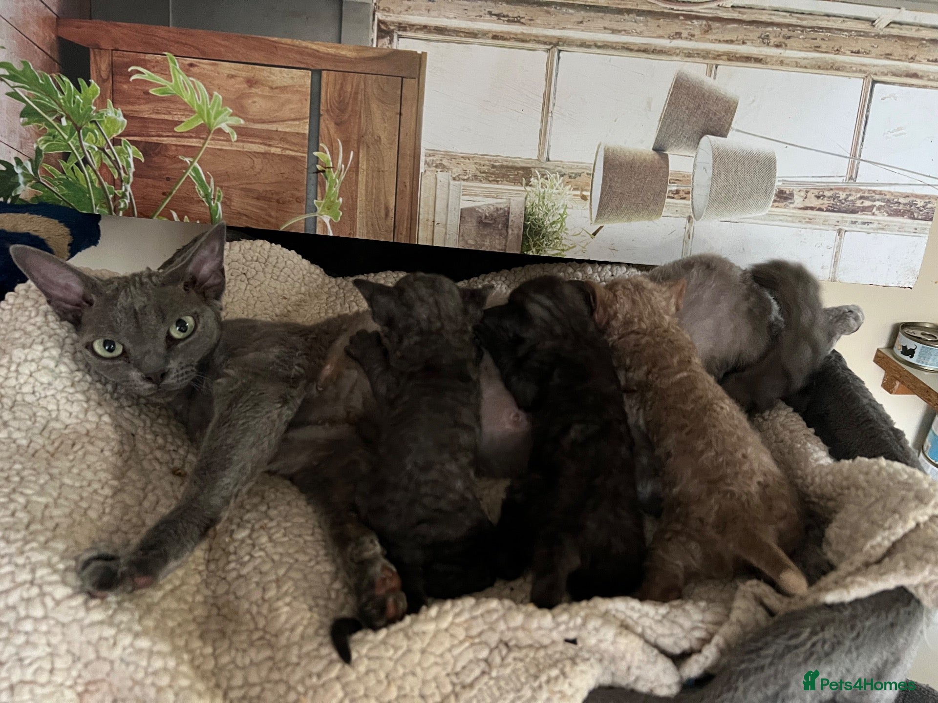 Devon Rex cats  Affectionate kittens - Advert 1