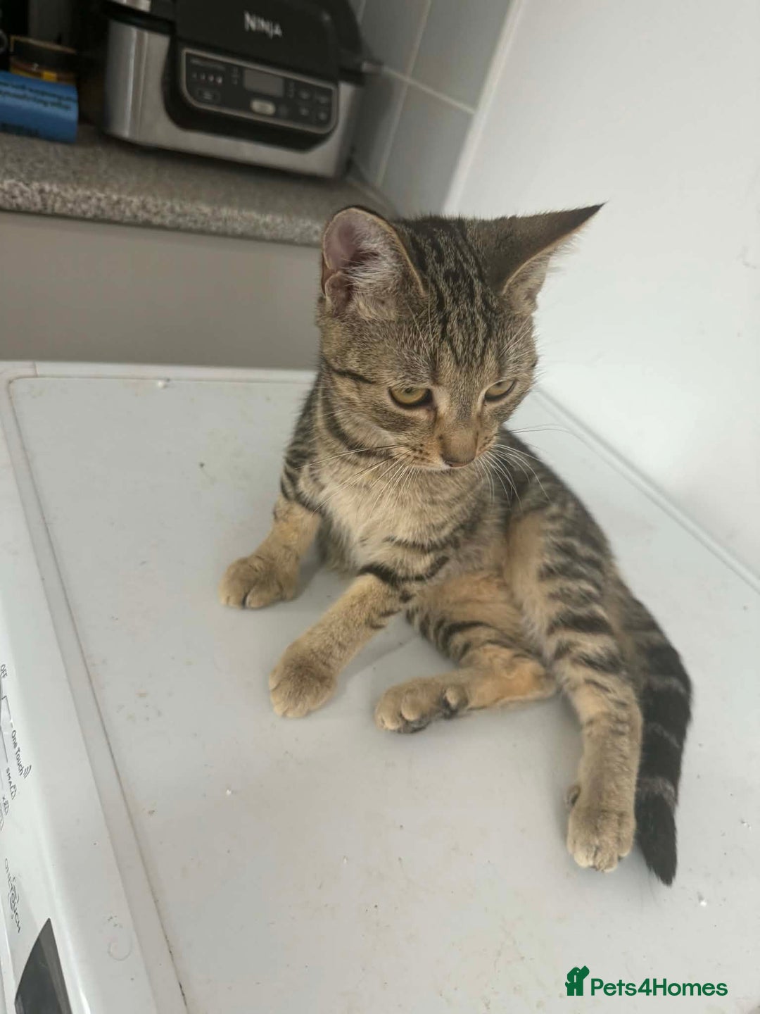 British Shorthair cats for sale: Kittens  - Advert 5