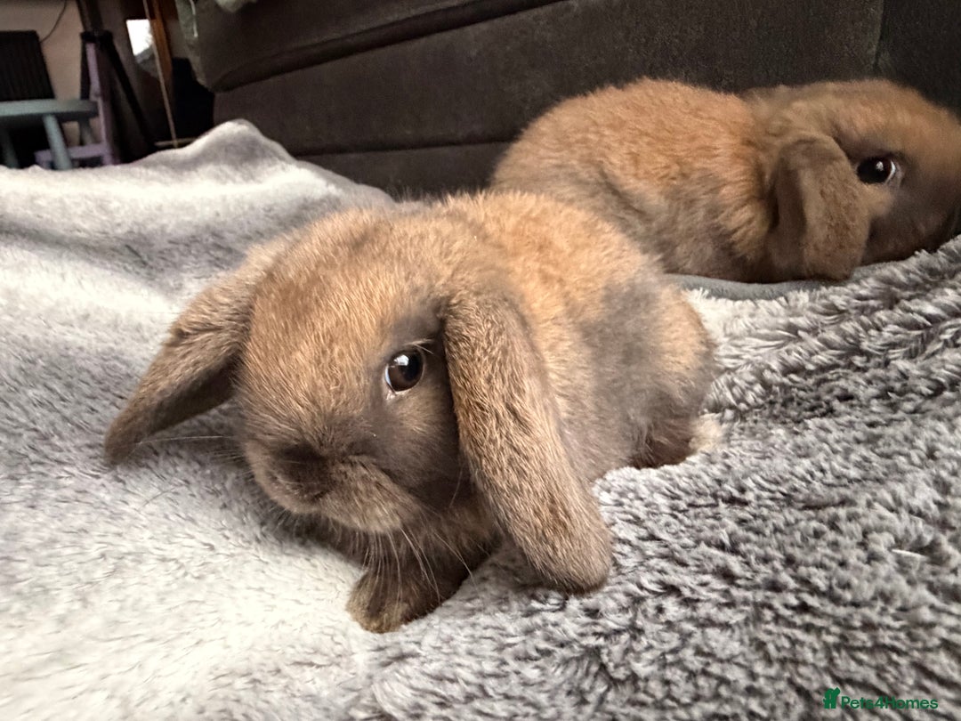 Mini Lop rabbits for sale: Mini Lop Bunnies - Image 7